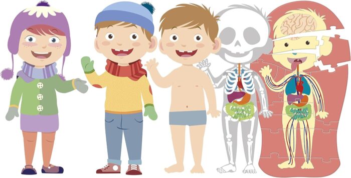 The Human Body - Image 2