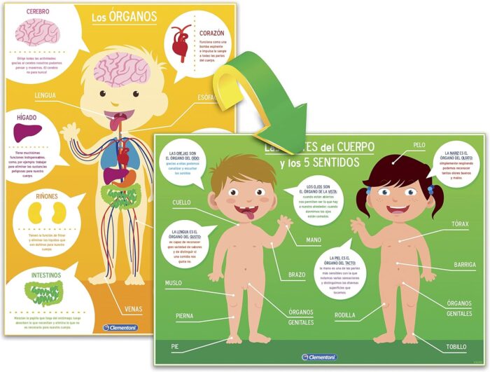 The Human Body - Image 4