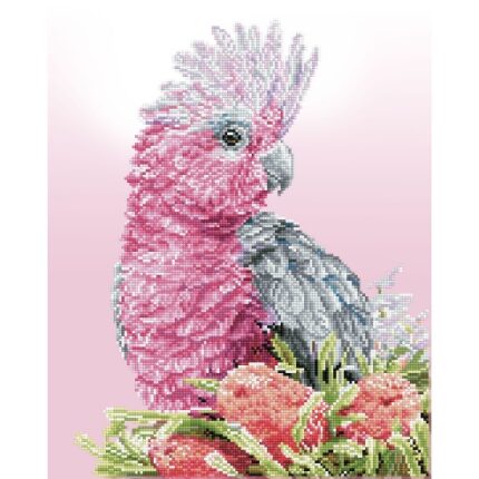 Pink Galah  Banksia