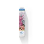 Pink Galah  Banksia
